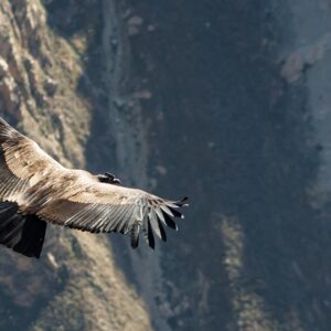 Vuelo Del Condor